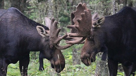 Two bull moose in velvet touch antlers.