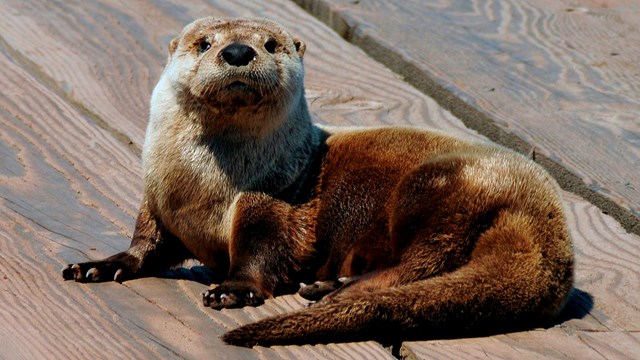 an otter lays on a dock, head facing in the direction of the photographer