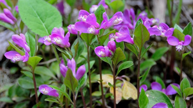 Several small purple flower heads are present on short, thin stalks.