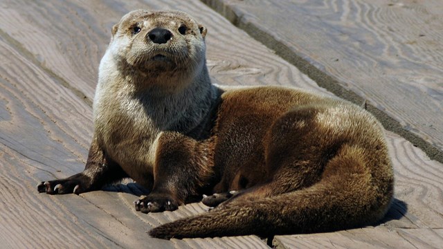 an otter laying on a dock faces the photographer