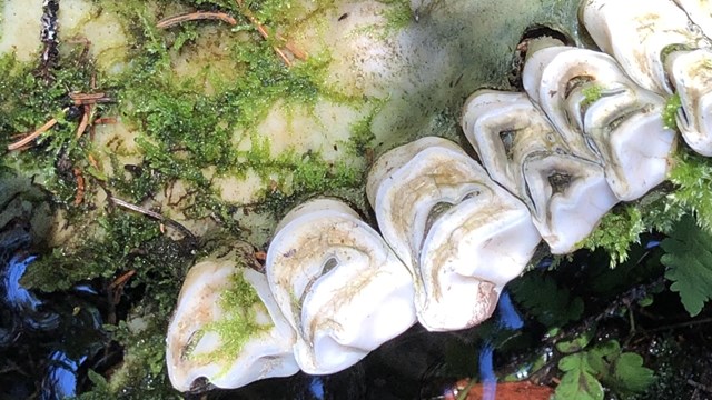 a moose jaw has green moss growing atop it