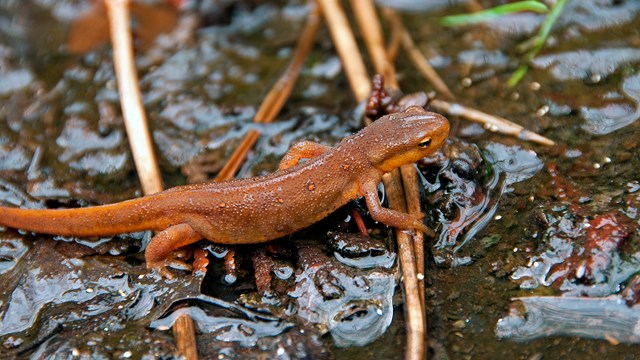 A small orange newt