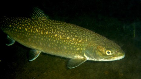 A large green fish with silver worm-like markings underwater