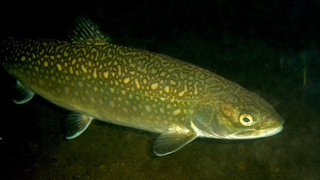 A large green fish with silver worm-like markings underwater