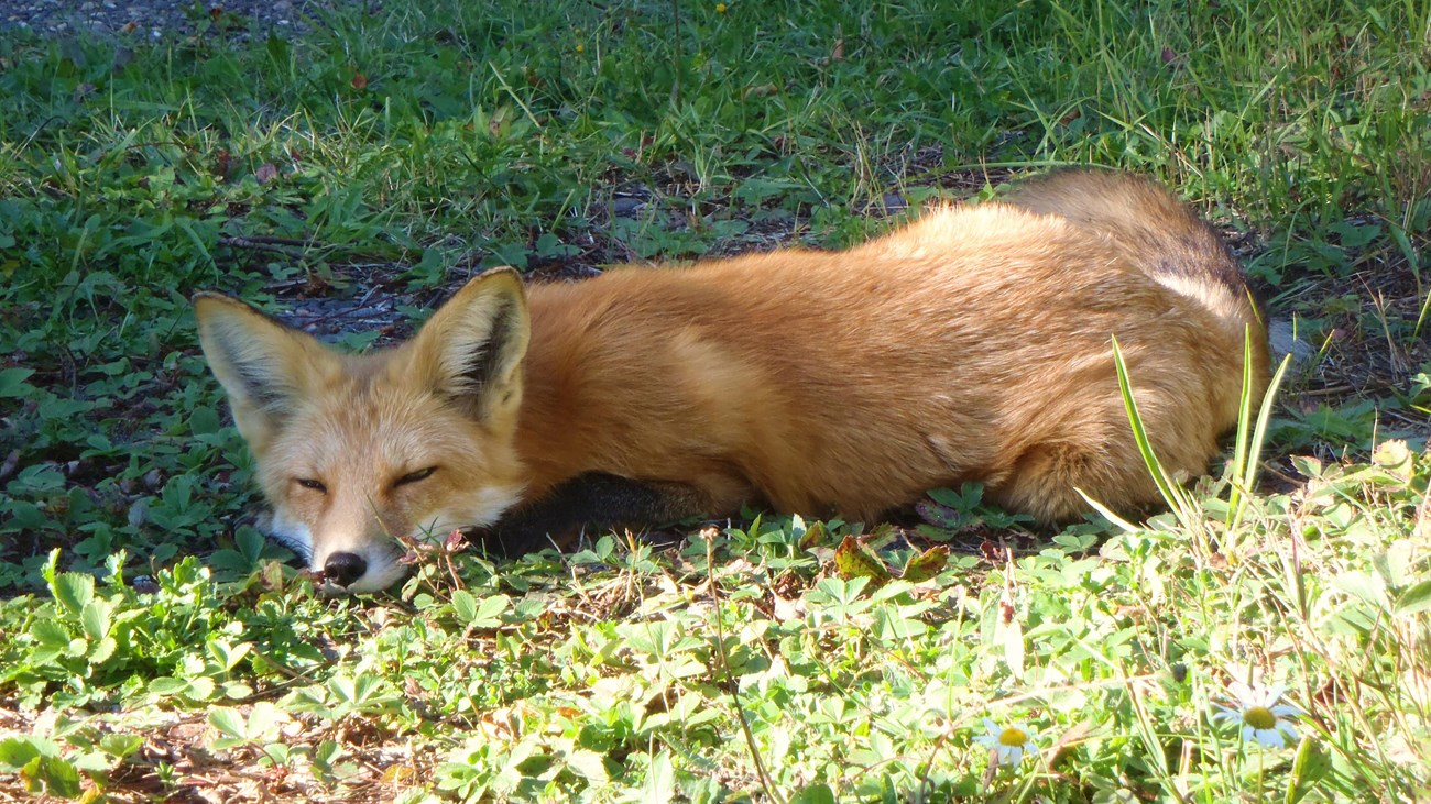 A red fox lays on the grass sleeping