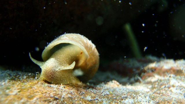 The body of a tan colored snail shows from its shell underwater