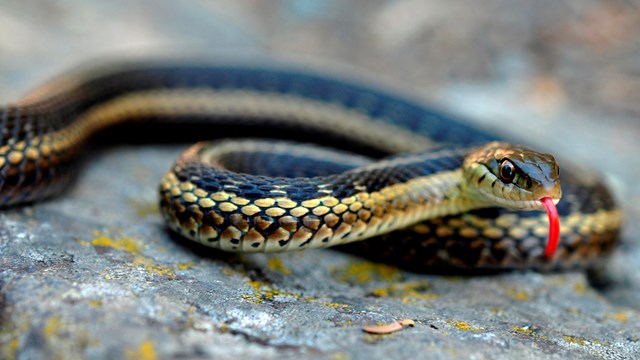A black garter snake with a yellow stripe has a red tongue sticking out.