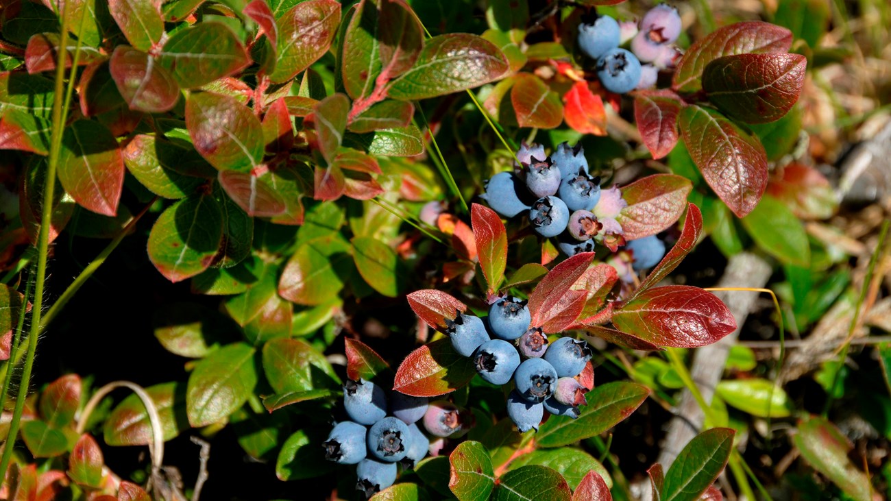 A small patch of blueberries growing low to the ground. 