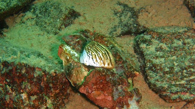 An underwater image of a zebra mussel along a rocky lake bottom. 