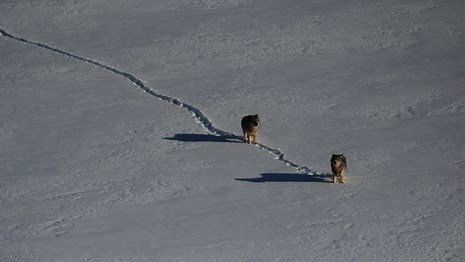 Two Wolves travel in a single-file line across ice and snow in winter.