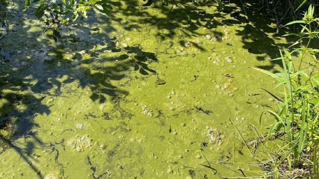 cyanobacteria emulating the appearance of bright green paint