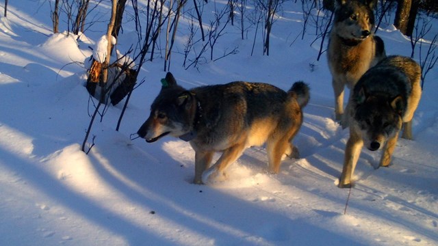 a wolf trots through the snow