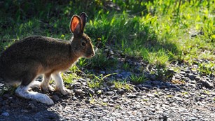 A snowshoe hare on the side of an Isle Royale trail. 