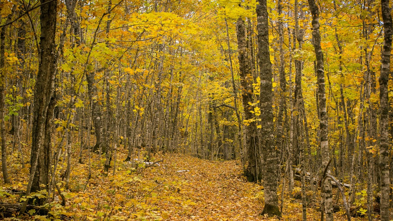A trail winding through a forest with yellow leaves. Fallen leaves cover the trail.