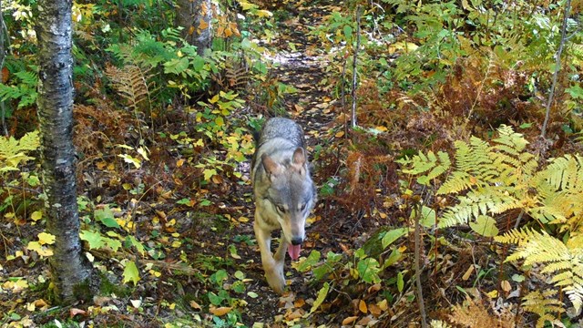 A single gray wolf walks along a trail surrounding by fallen leaves in shades of yellow and brown.