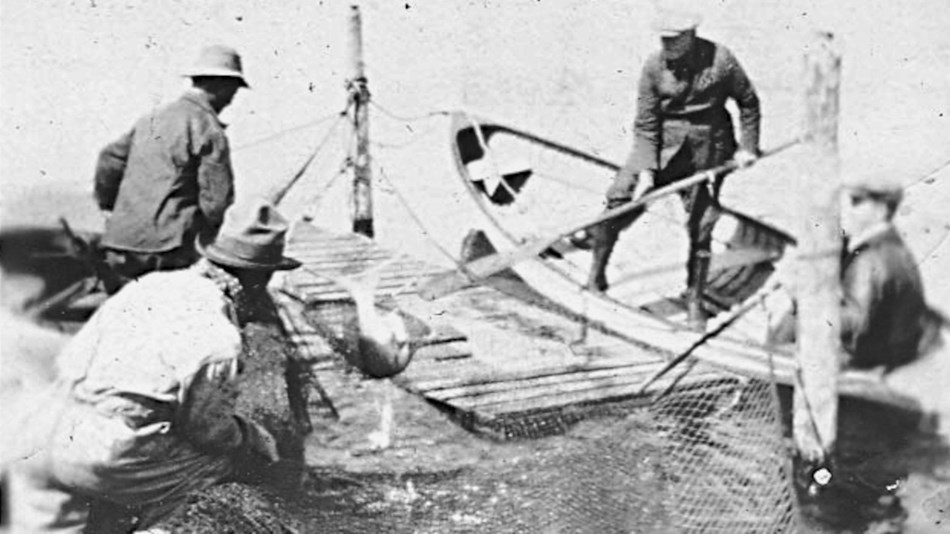 four men pulling in a large fish with a net