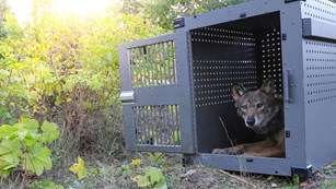 A gray wolf sits in a crate while being relocated to Isle Royale. 