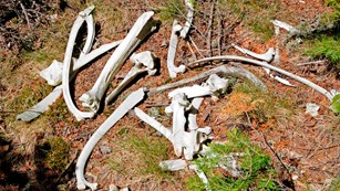 A pile of moose bones lay in dirt. 