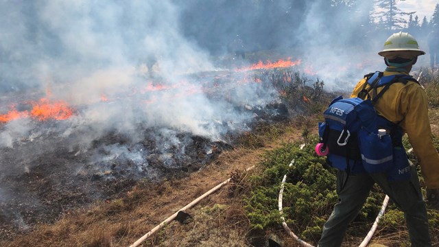 A wildland firefighter holding a firehose walks near a ground fire.