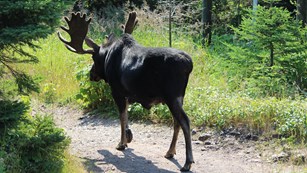Bull Moose walking down a trail.