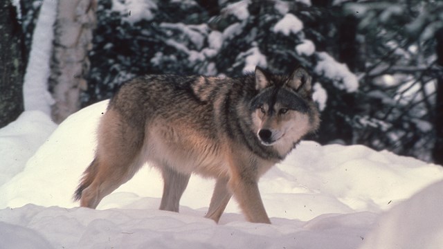 Wolf on the prowl through a snowy forest