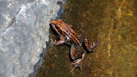 Wood frog sitting on a rock near water.