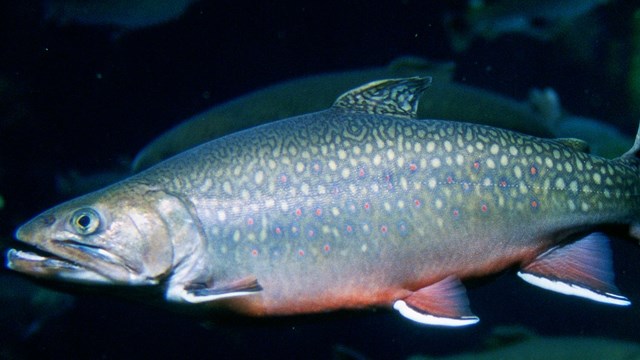 A fish swims underwater