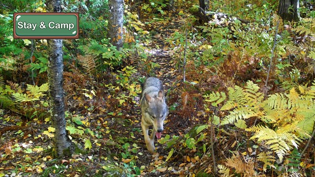 A wolf walks in the woods.