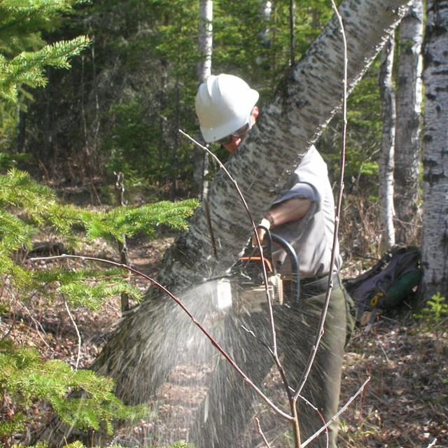 trail crew cutting tree