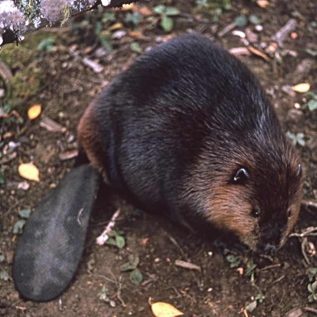 A beaver along a rocky shore on Isle Royale. 