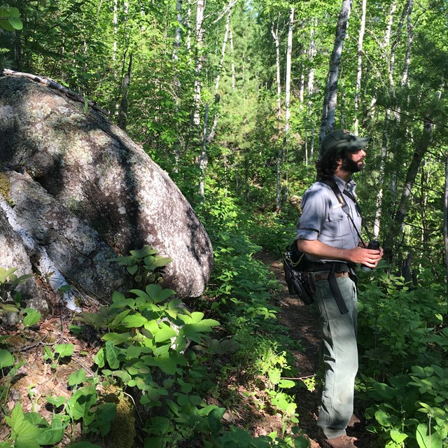 A person wearing an NPS uniform and holding binoculars stands in a forest next to a large rock.