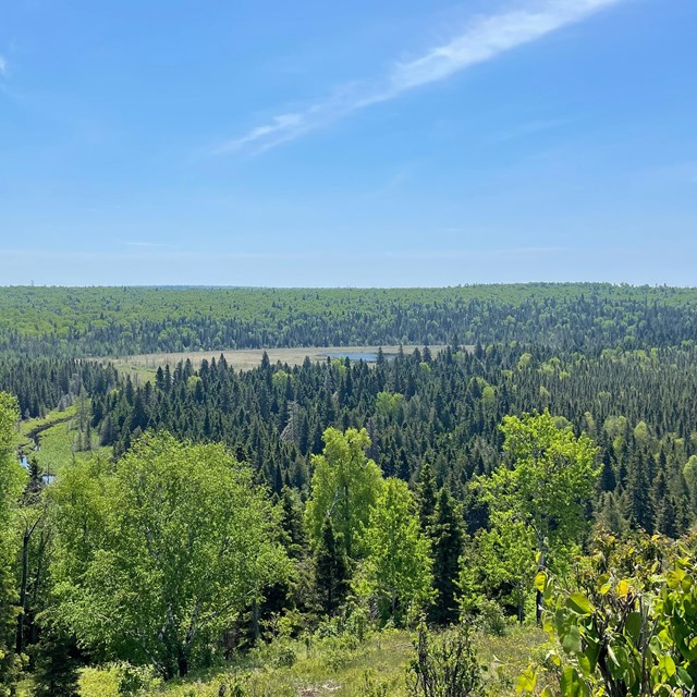 Overlooking a green forest with a small pond on a sunny day.