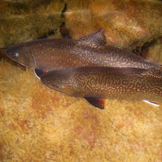 A colorful coaster brook trout swims underweater.