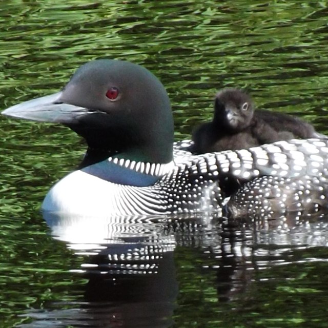 Different habitat types provide for a great diversity of birds.