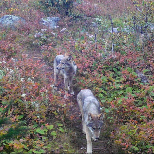 Two wolf pups walk down a trail together.