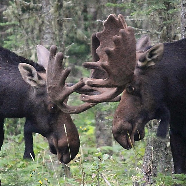 Two bull moose in velvet touch antlers