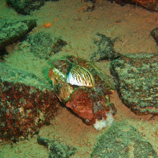 An underwater image of a zebra mussel along a rocky lake bottom. 