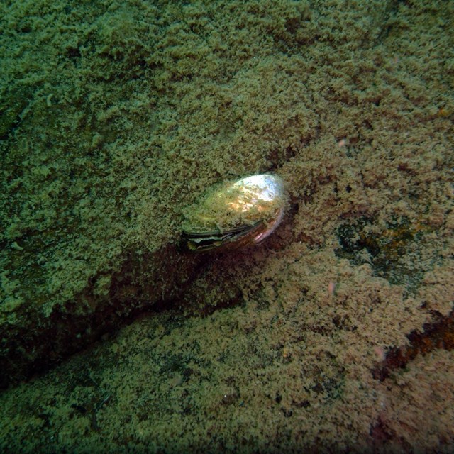 Underwater photo of a zebra mussel on the bottom of Lake Superior near Belle Isle, Isle Royale.