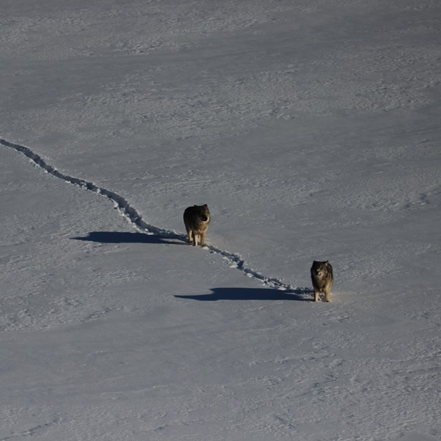 Two Wolves travel in a single-file line across ice and snow in winter.