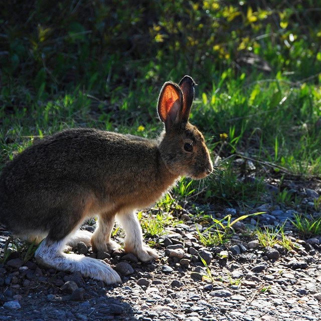 A snowshoe hare on the side of an Isle Royale trail. 