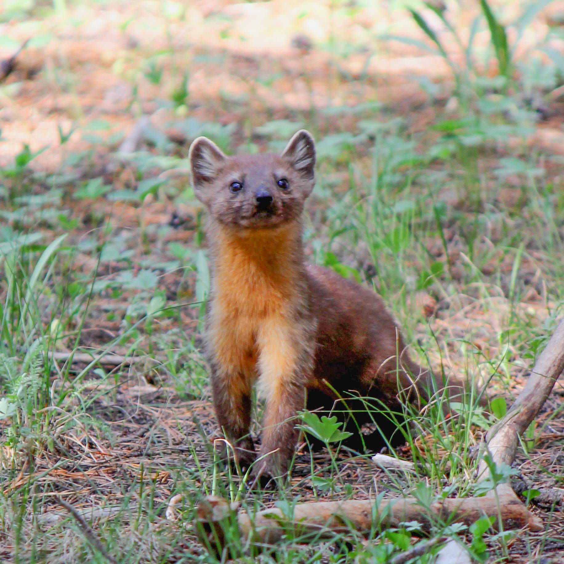 An American Marten standing in the dirt.