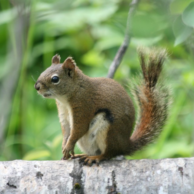 American red squirrel sitting on a tree branch. 