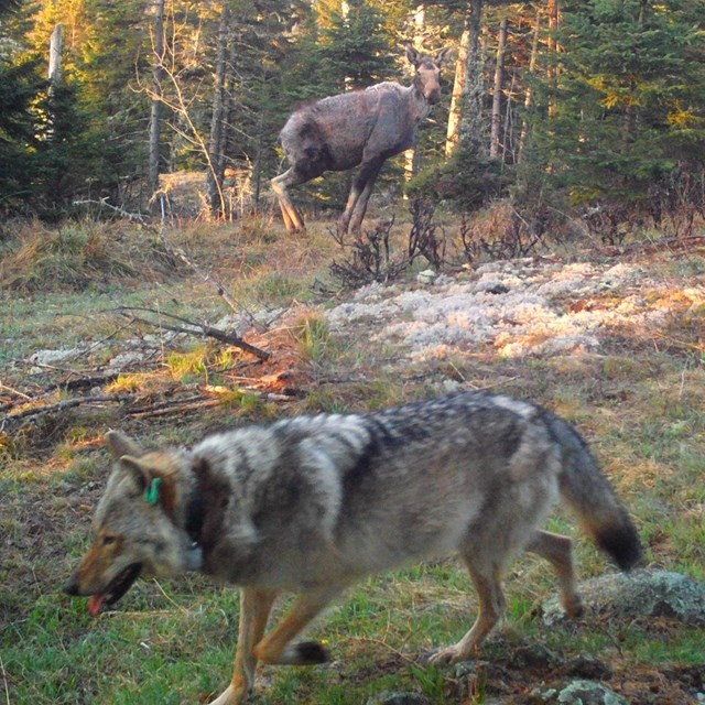 A wolf walking past with a moose standing still in the background.