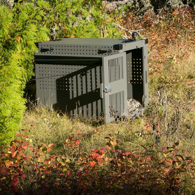 A wolf in a crate with the door open to be relocated to Isle Royale National Park. 