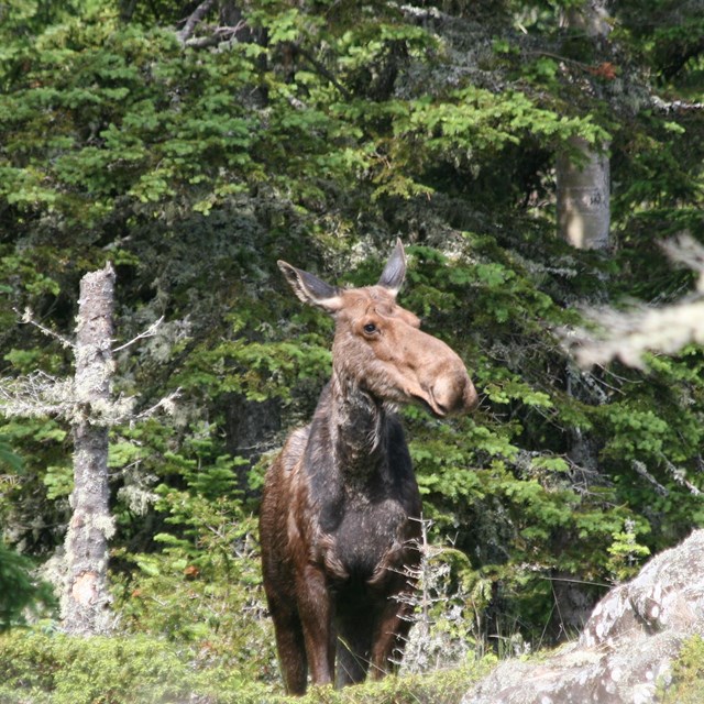 A cow moose standing in the woods facing the camera. 