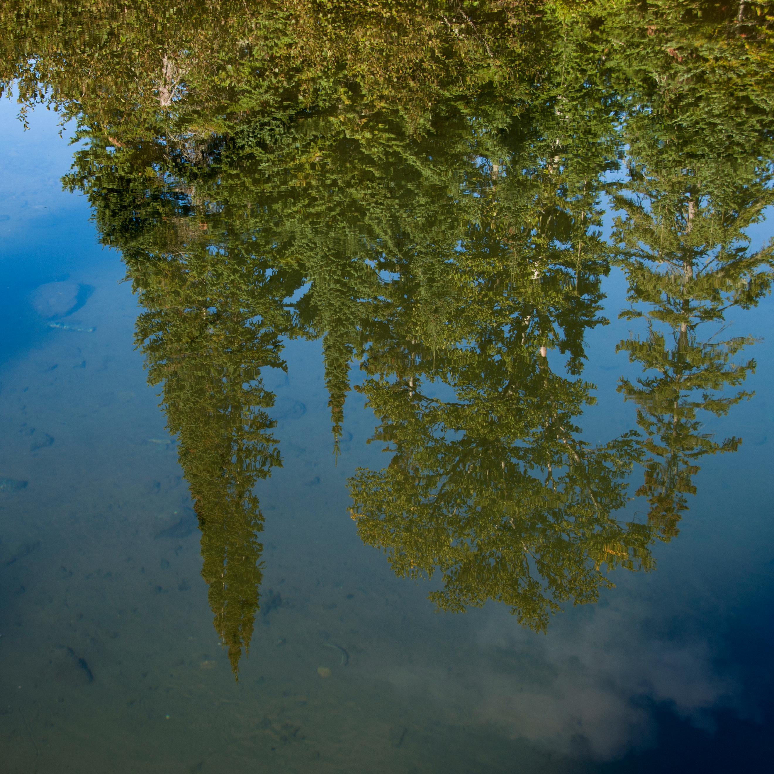 Trees reflecting in a lake. 