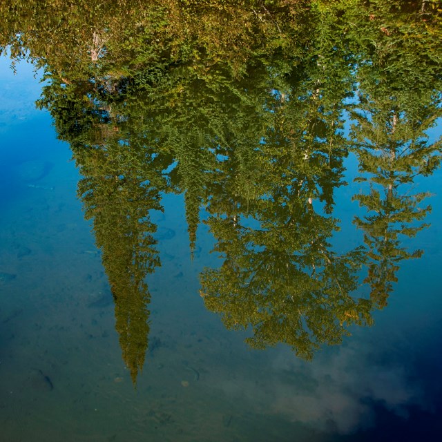 Trees reflecting in a lake. 