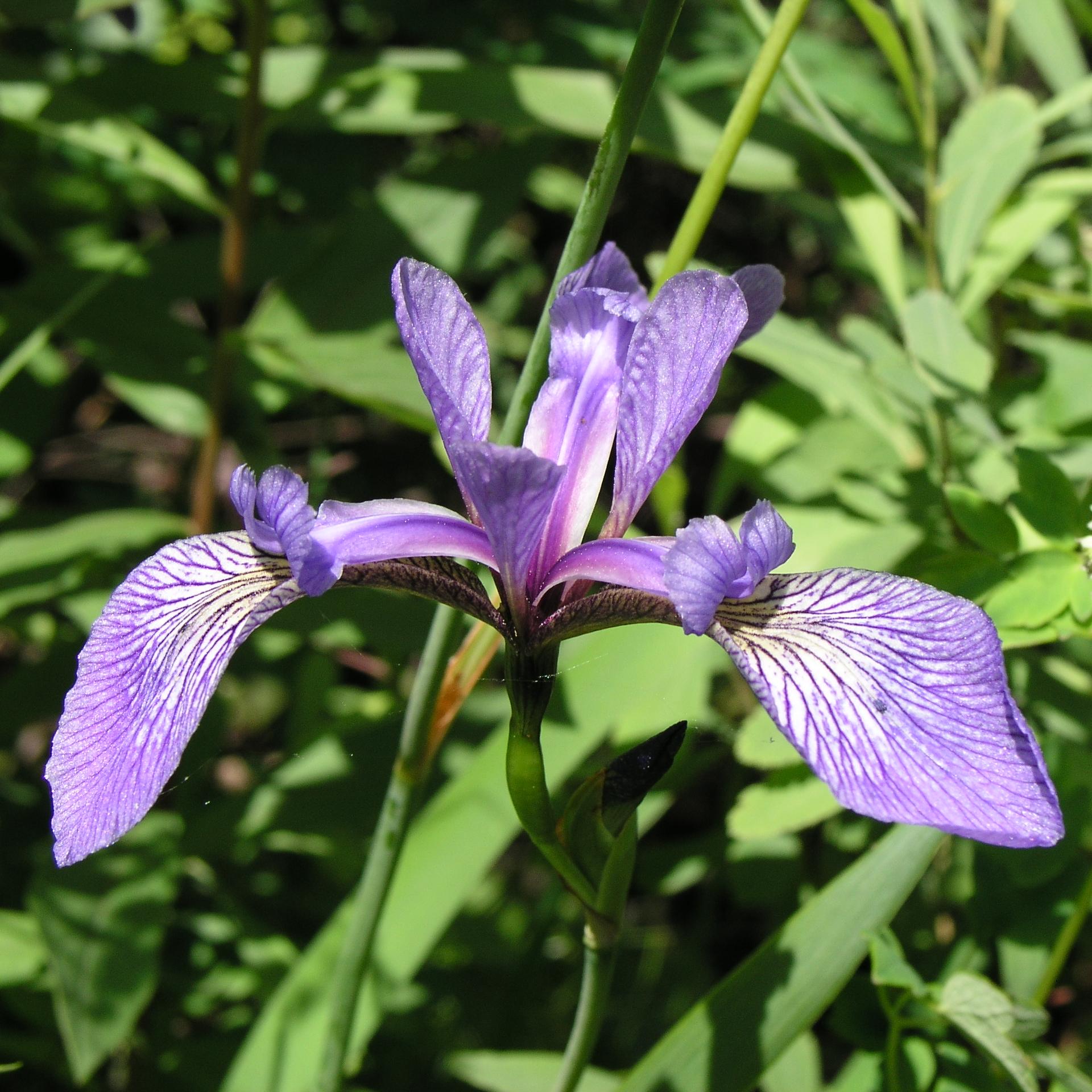 Multiple Calypso Orchids surrounded by other vegetation found on the Stoll Trail at Isle Royale. 