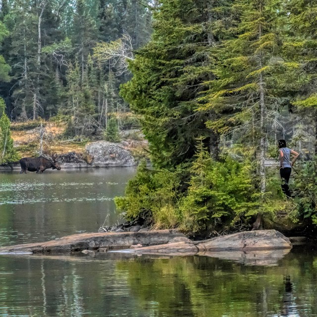 A person, on land, observes a moose grazing for aquatic plants in the water from a safe distance.