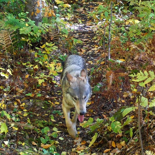 A single gray wolf walks along a trail surrounding by fallen leaves in shades of yellow and brown.